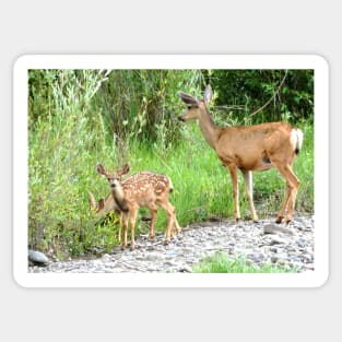 Baby Deer Sticker